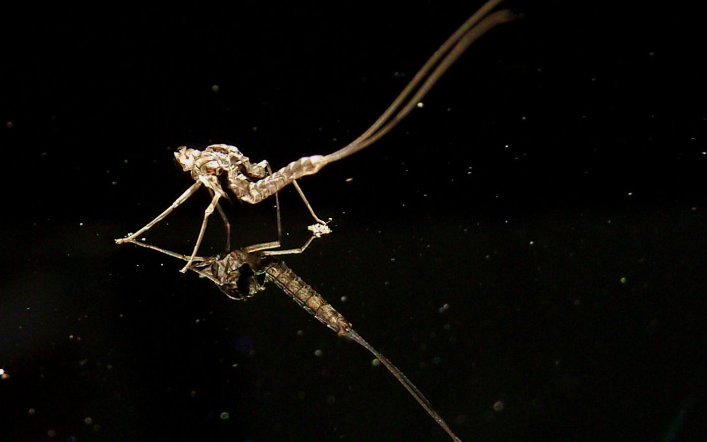 Mayfly nymph shuck