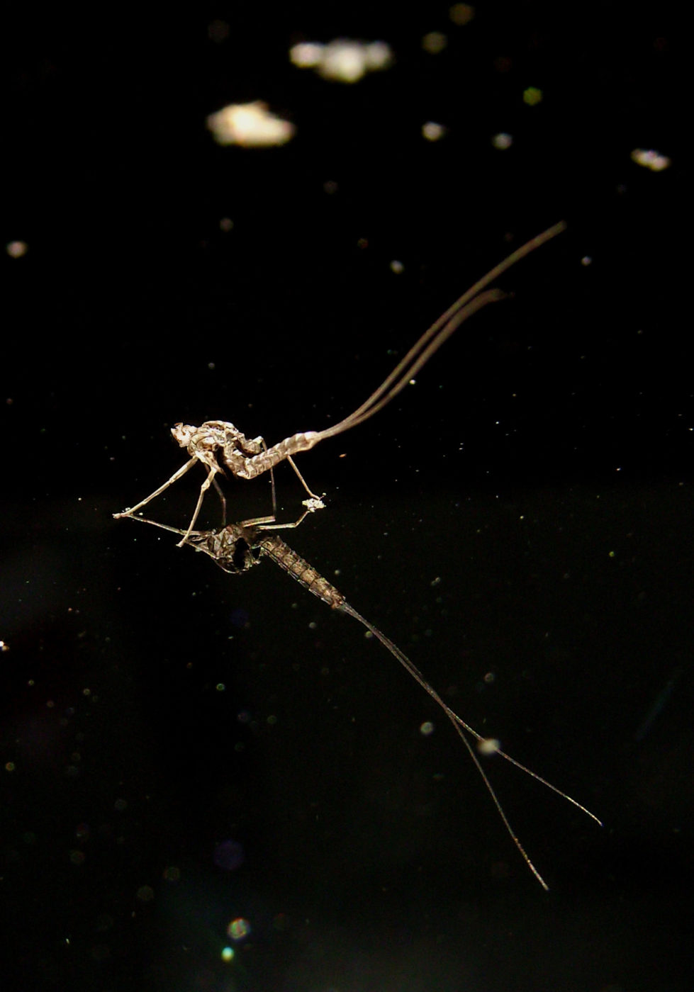 Mayfly nymph shuck