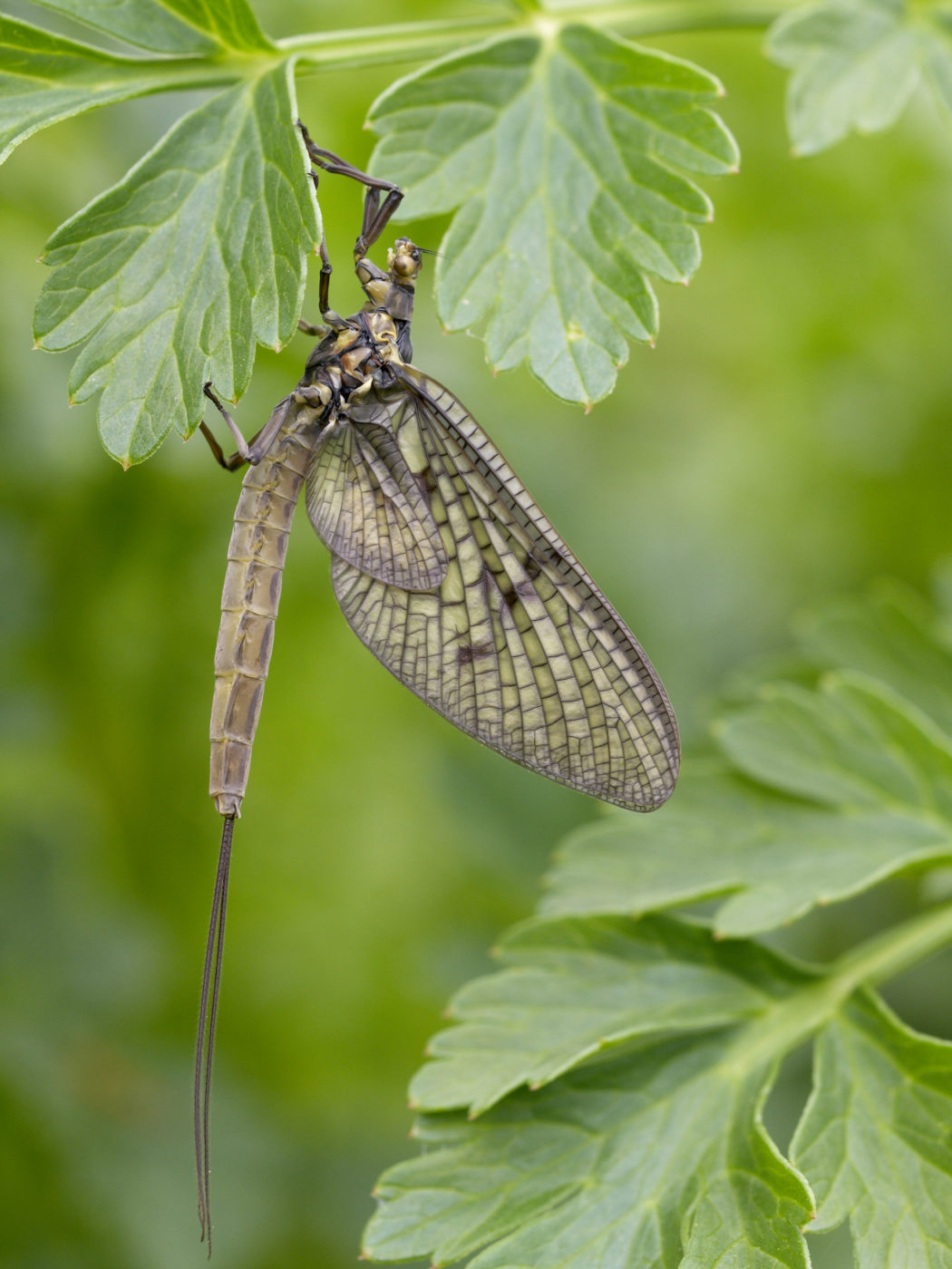 Female mayfly Ephemera vulgata