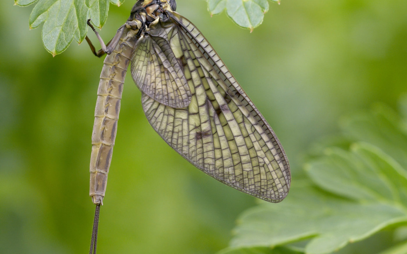 Female mayfly Ephemera vulgata