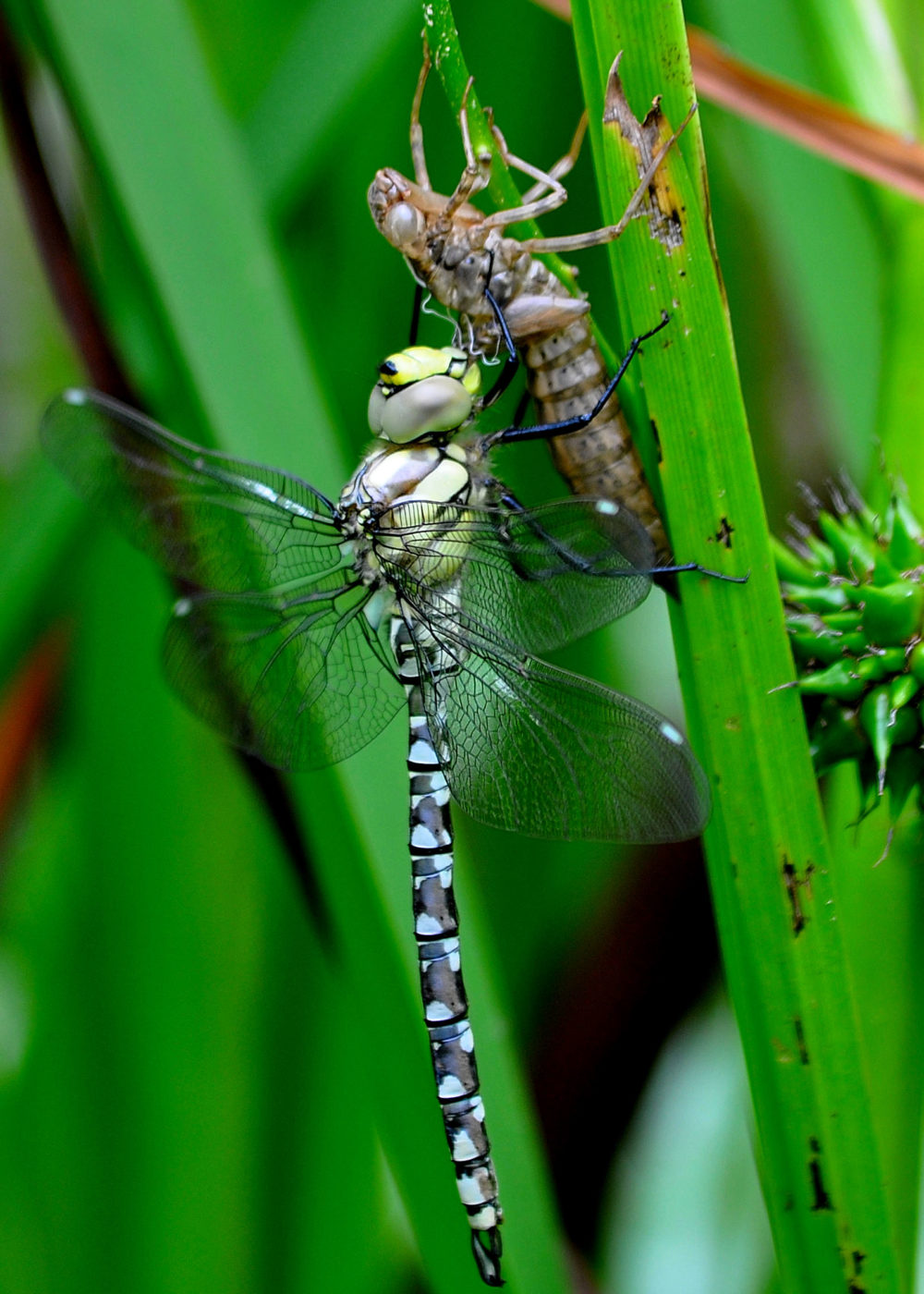 Southern Hawker dragonfly, Aeshna cyanea