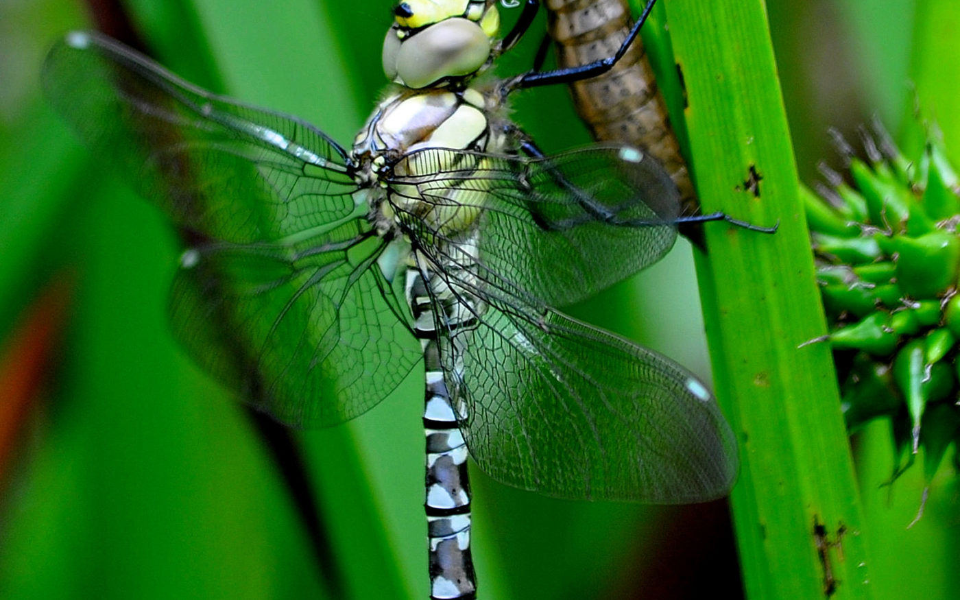Southern Hawker dragonfly, Aeshna cyanea
