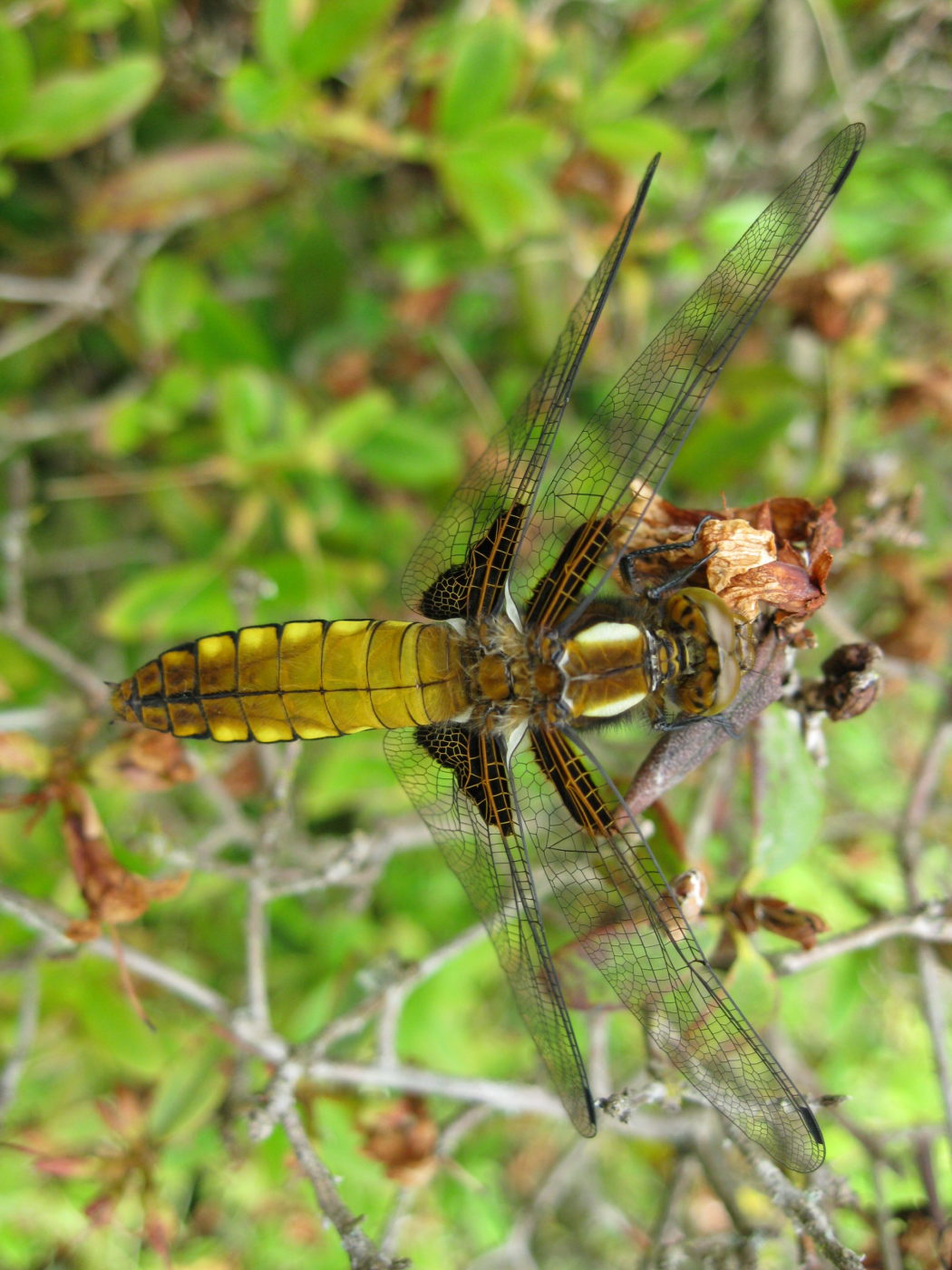 Broad-bodied chaser, Libellula depressa.