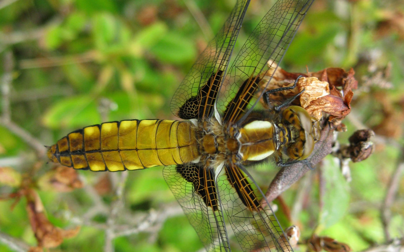 Broad-bodied chaser, Libellula depressa.