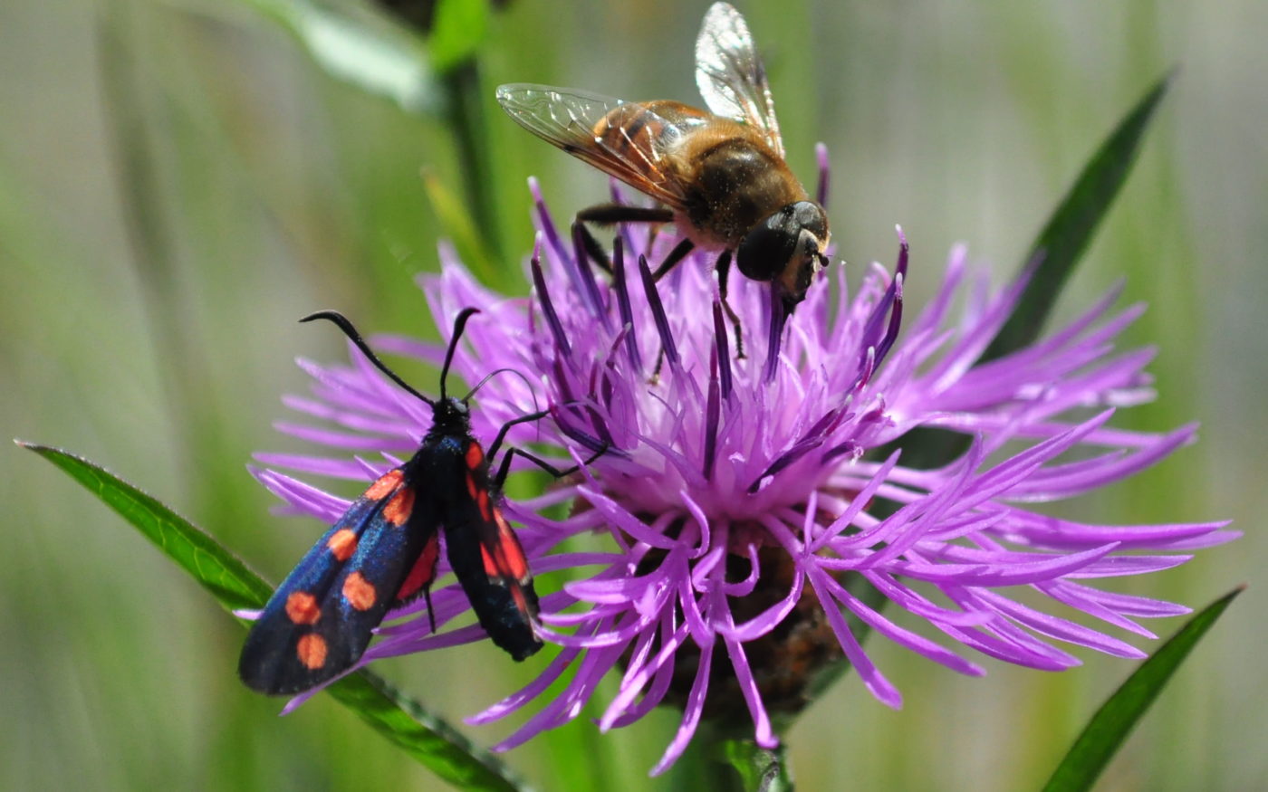 6-spot burnet moth, Zygaena filipendulae, and common drone fly, Eristalis tenax, on brown knapweed