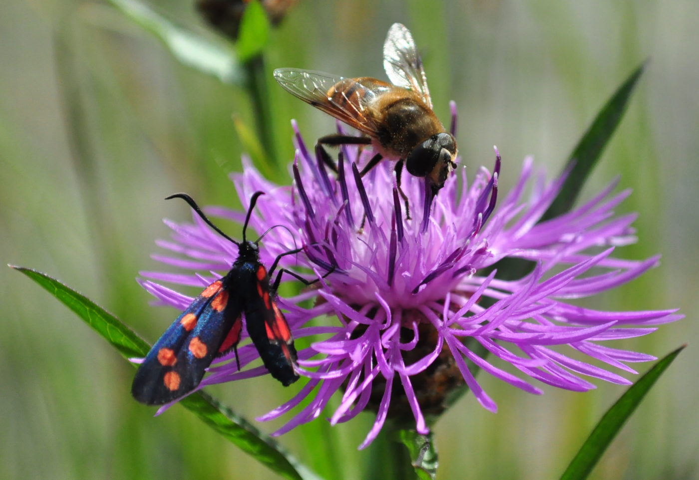 6-spot burnet moth, Zygaena filipendulae, and common drone fly, Eristalis tenax, on brown knapweed