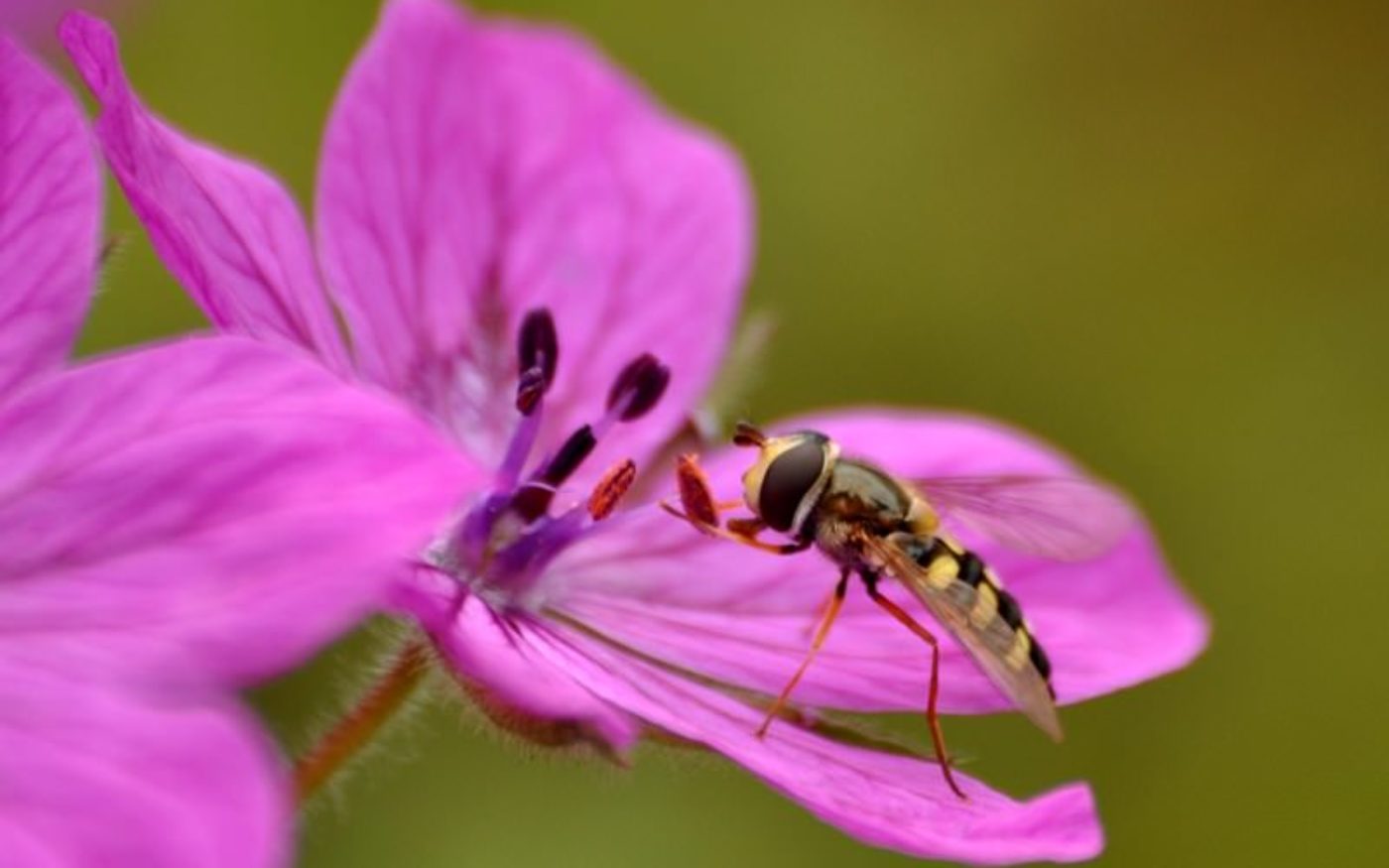 Hoverfly on flower