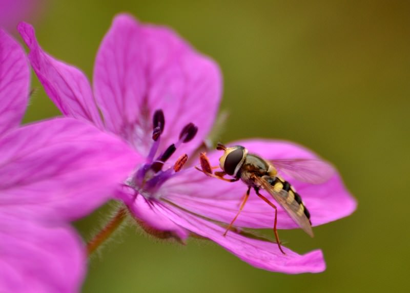 Hoverfly on flower