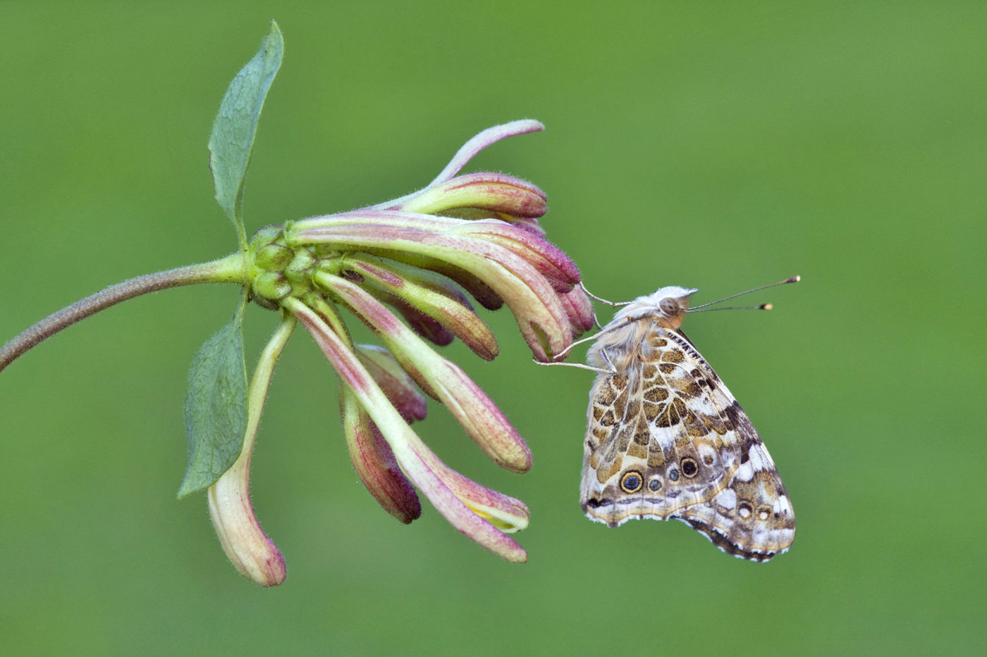 Painted Lady butterfly, Vanessa cardui, on honeysuckle