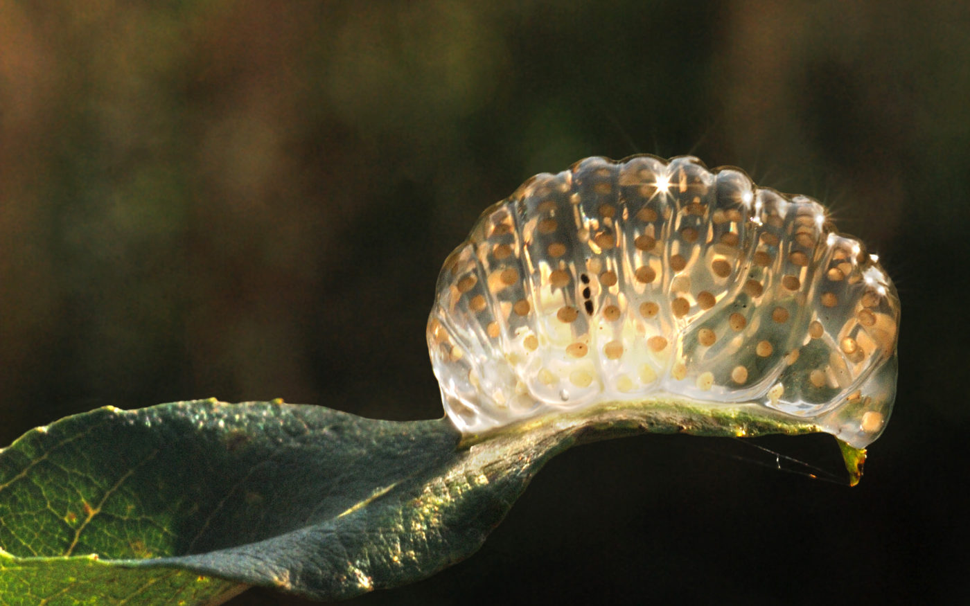 Caddis fly egg mass on leaf overhanging water