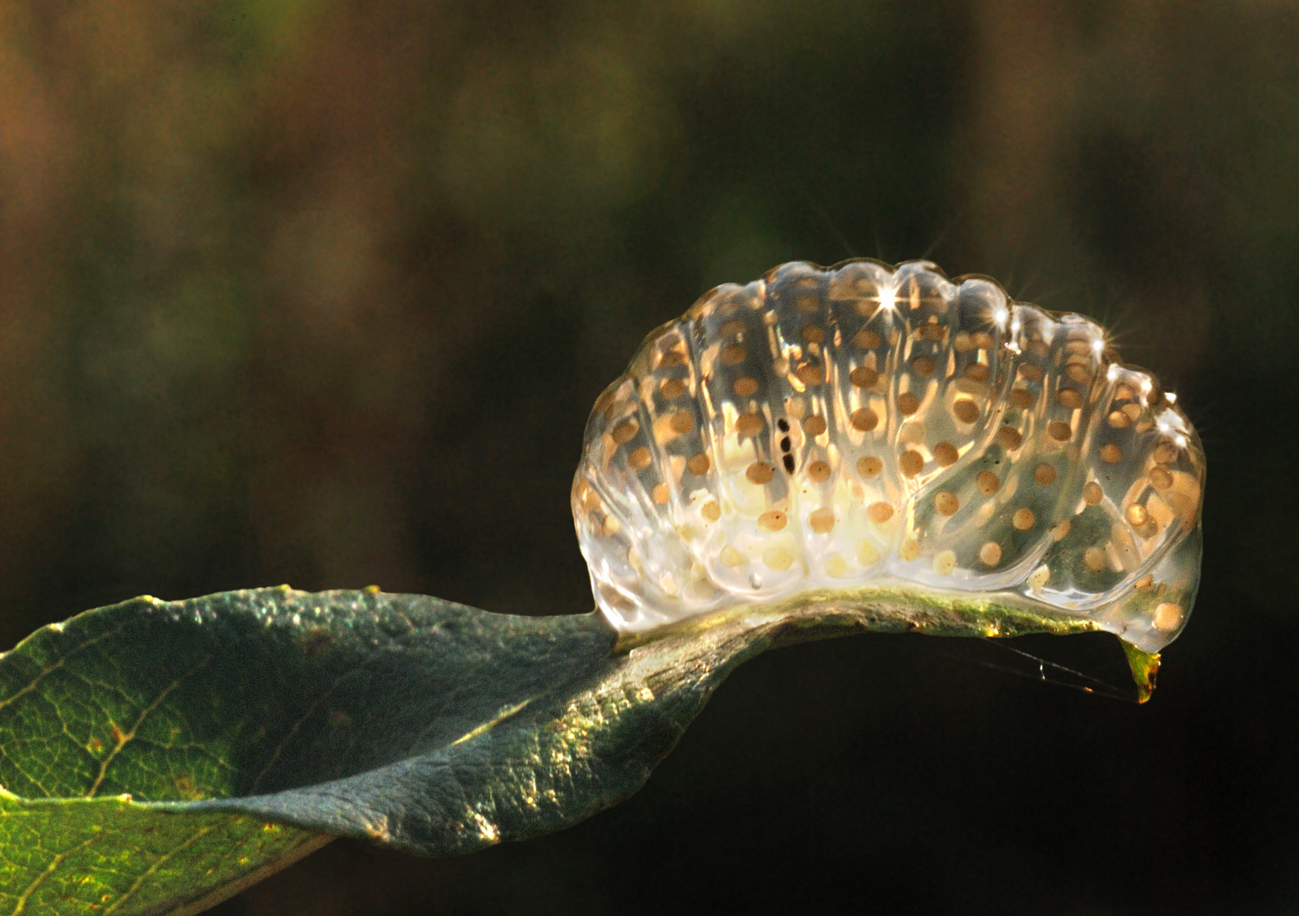 Caddis fly egg mass on leaf overhanging water