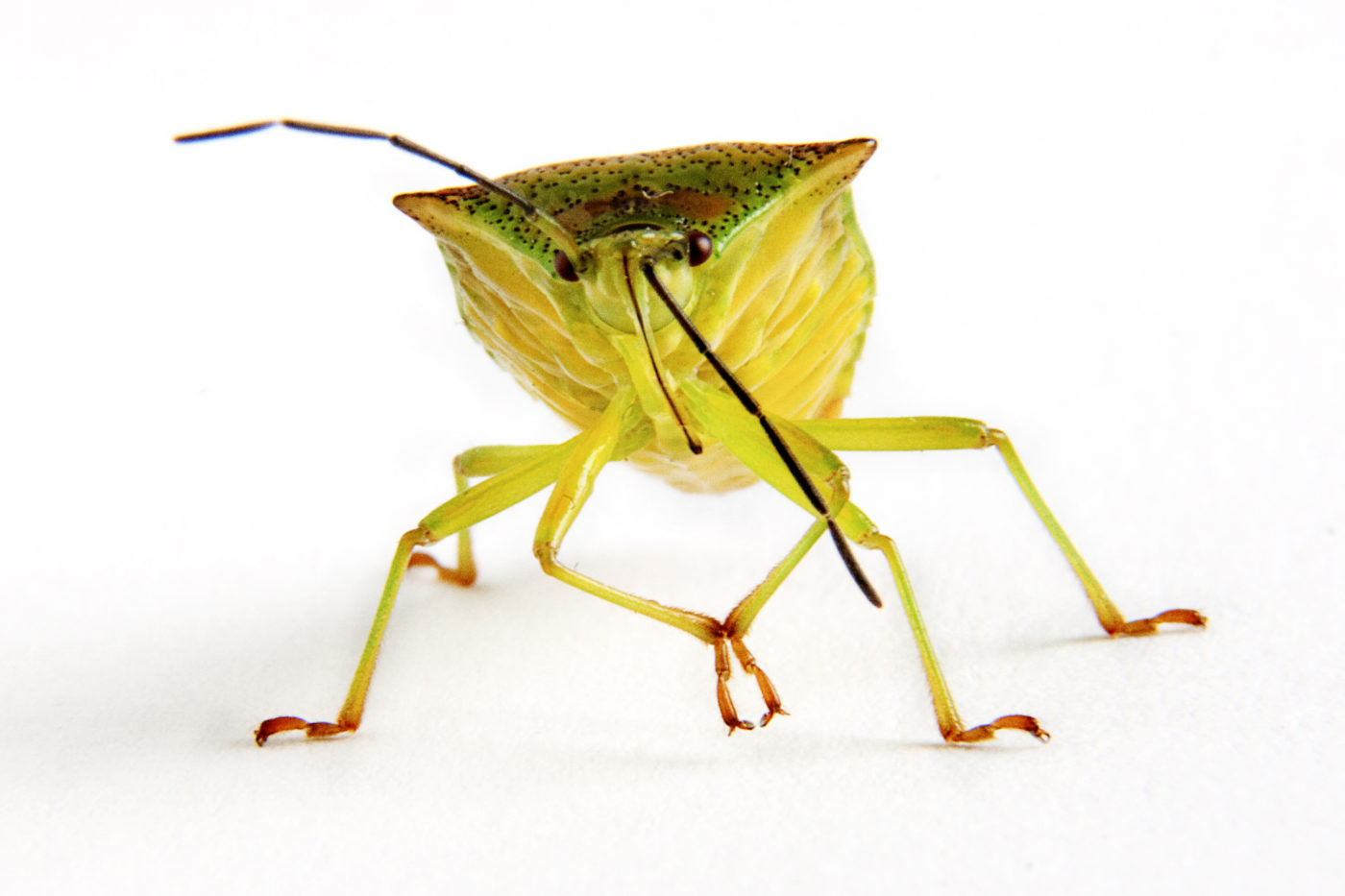 Shieldbug