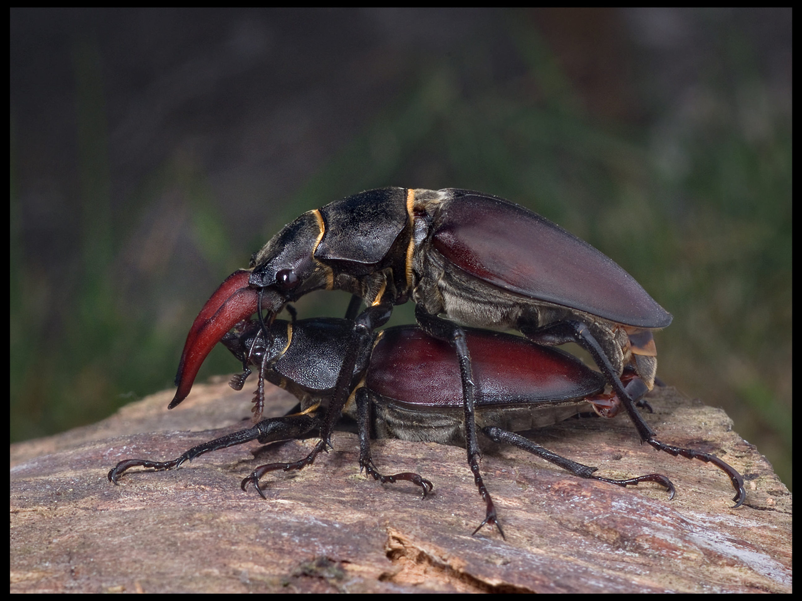 Mating stag beetles, Lucanus cervus