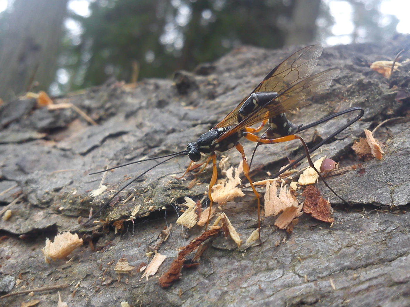 Ichneumonid wasp on bark