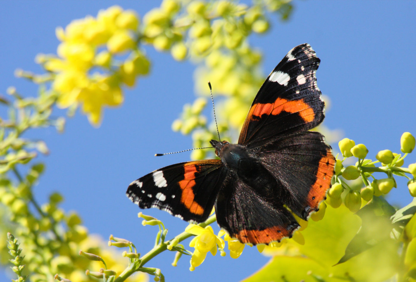 Red Admiral butterfly, Vanessa atalanta, on Mahonia