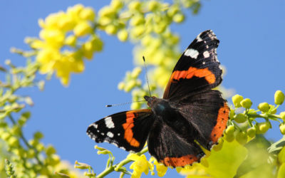 Red Admiral butterfly, Vanessa atalanta, on Mahonia