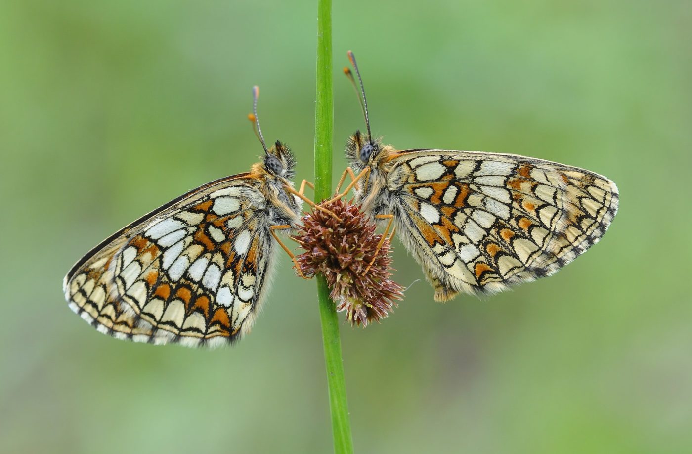 Roosting heath fritillary butterflies, Melitaea athalia, on rush stem.