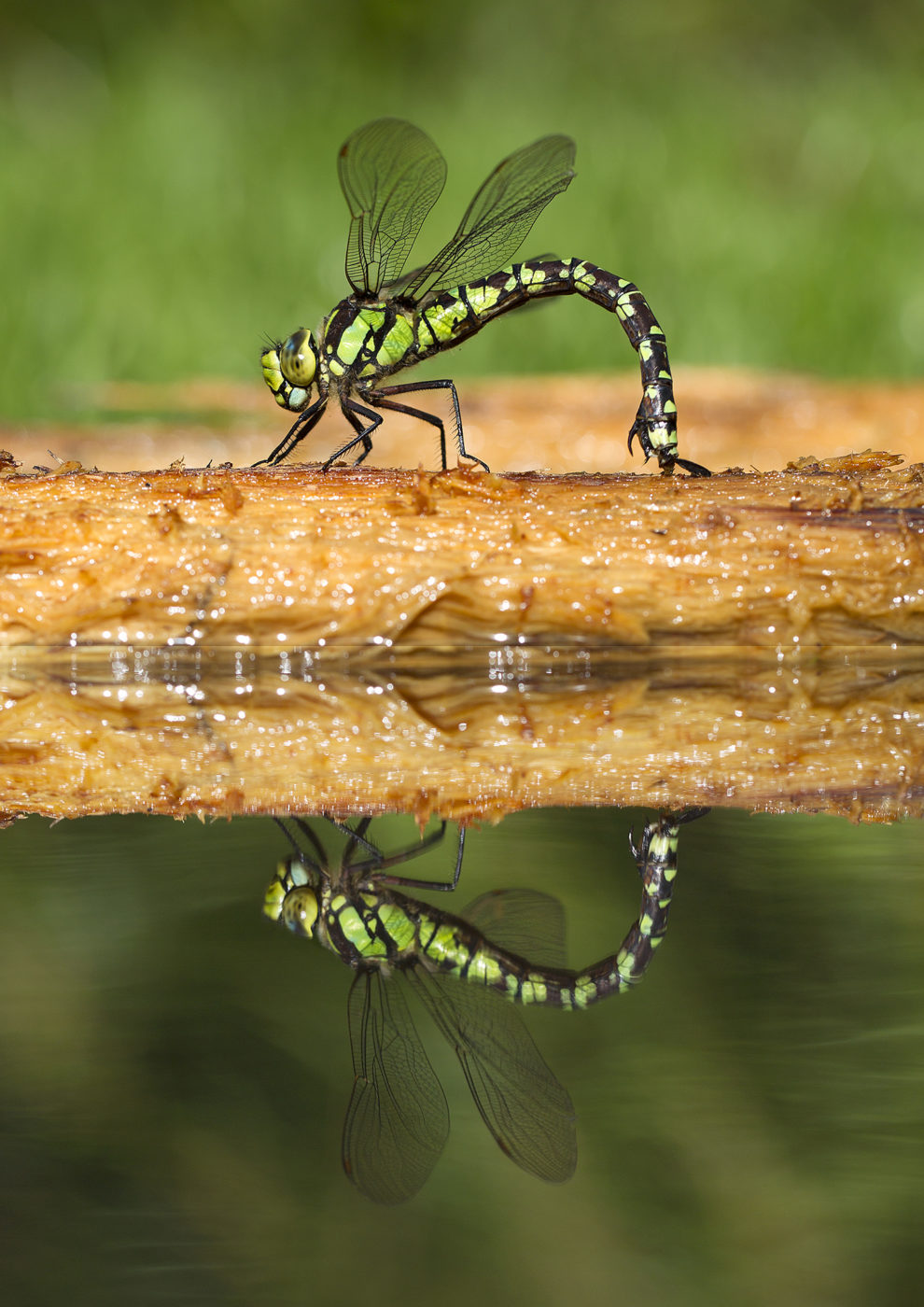Female southern hawker dragonfly, Aeshna cyanea, ovipositing on rotten log, reflected in water