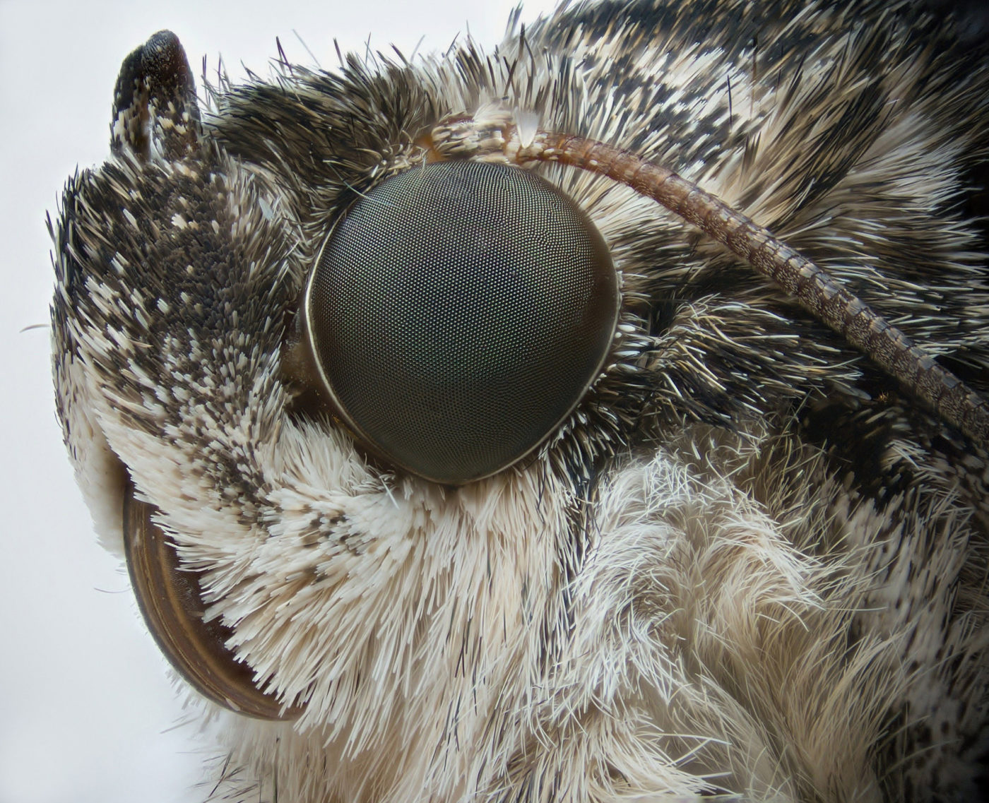 Red Underwing moth, Catocala nupta