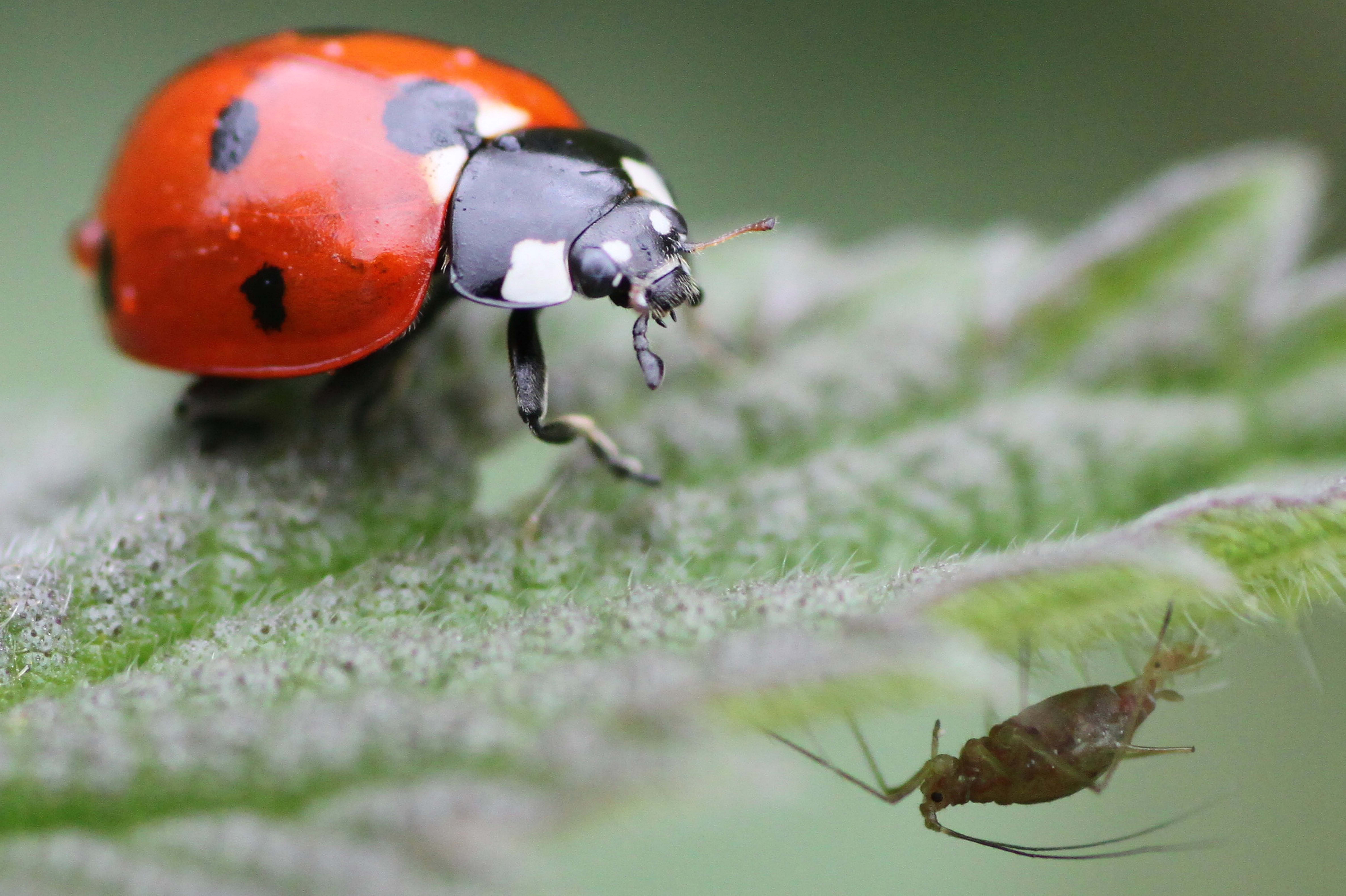 Seven spot ladybird, Coccinella septempuctata, and aphid on a leaf