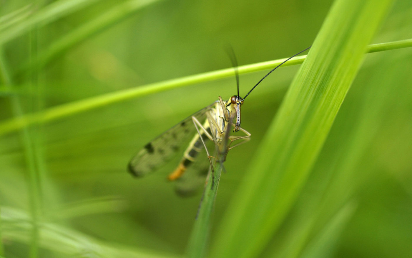 Scorpion Fly, Panorpa comunis