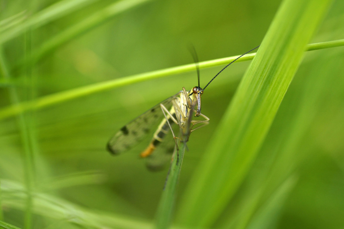Scorpion Fly, Panorpa comunis