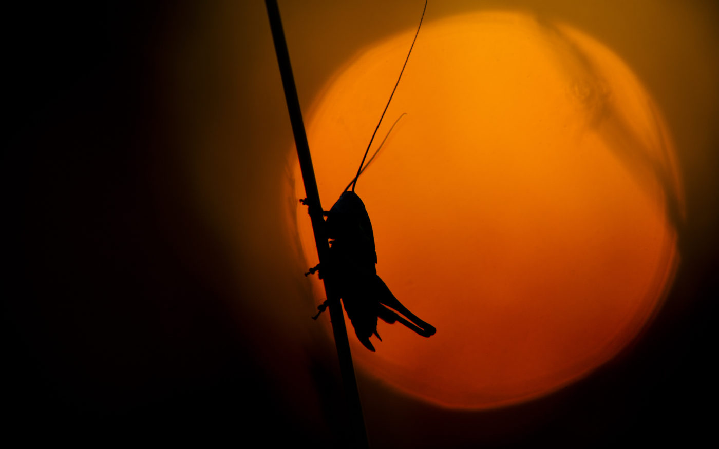 Roesel's Bush-cricket, Metrioptera roeselii, at dusk