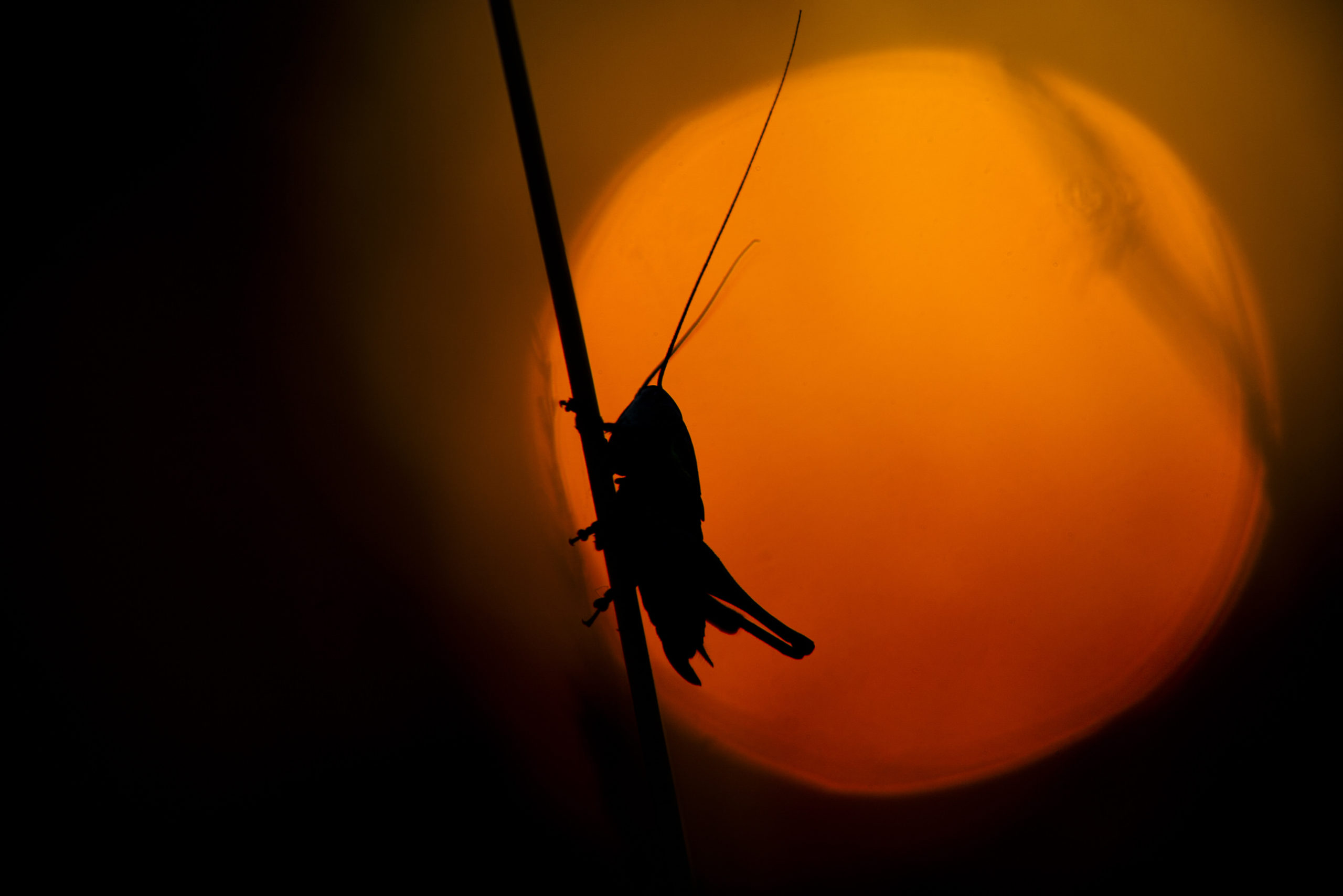 Roesel's Bush-cricket, Metrioptera roeselii, at dusk