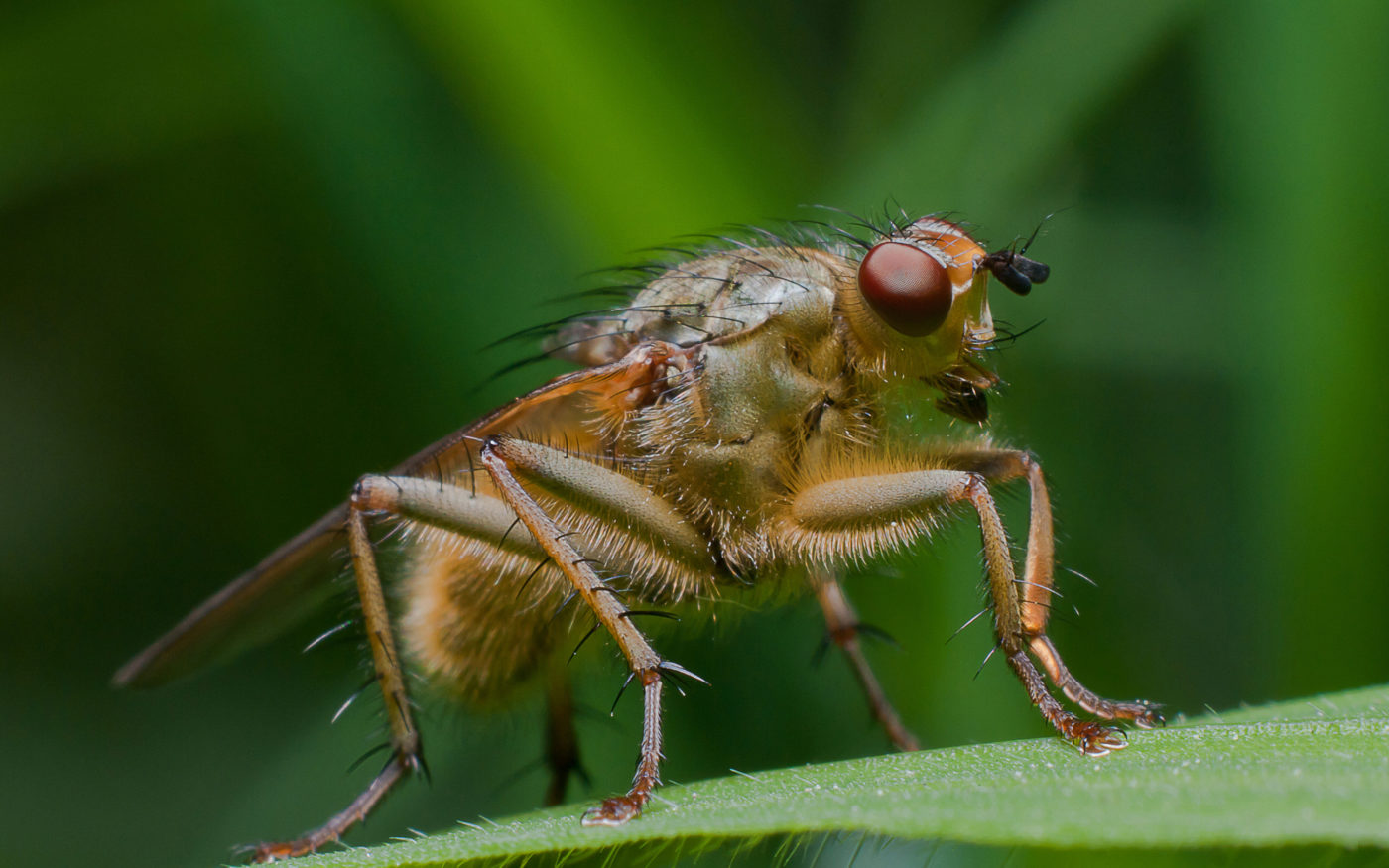 Yellow dung fly, Scathophaga stercoraria