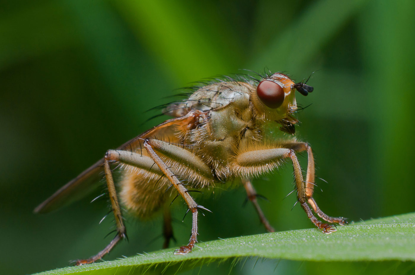 Yellow dung fly, Scathophaga stercoraria