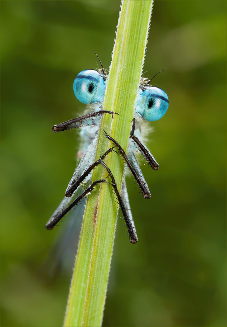 Male Common Blue Damselfly, Enallagma Cyathigerum