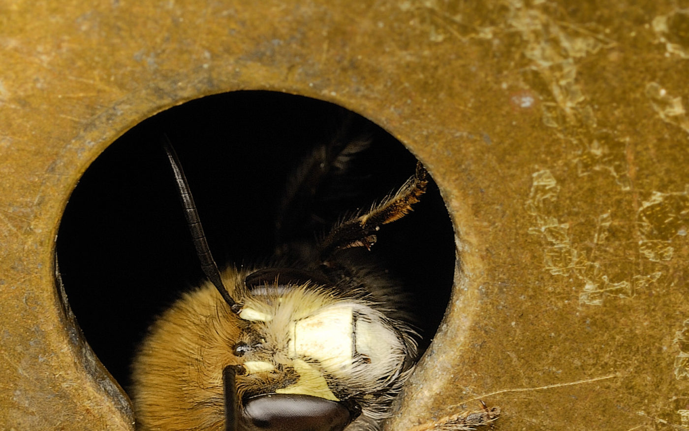 Hairy-footed flower bee, Anthophora plumipes, looking through the keyhole
