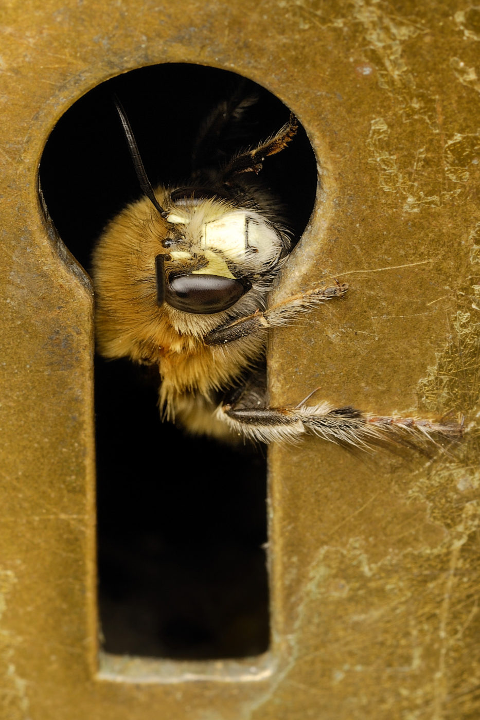 Hairy-footed flower bee, Anthophora plumipes, looking through the keyhole