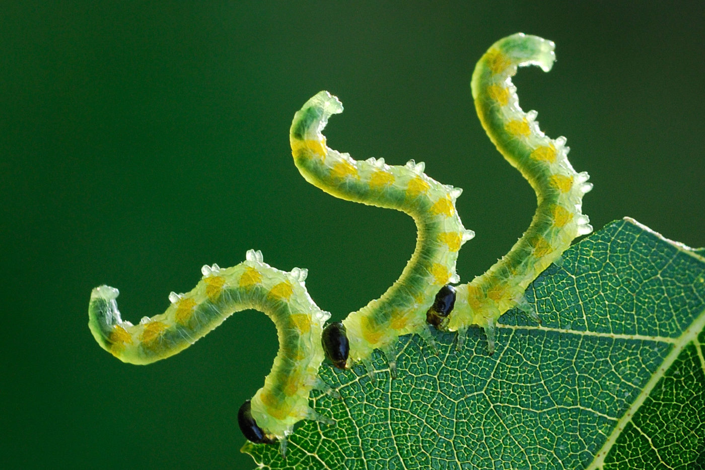 Three sawfly larvae, Pristiphora testacea, eating a birch leaf