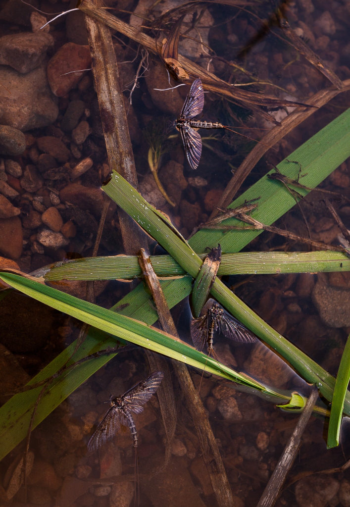 Floating adult mayflies