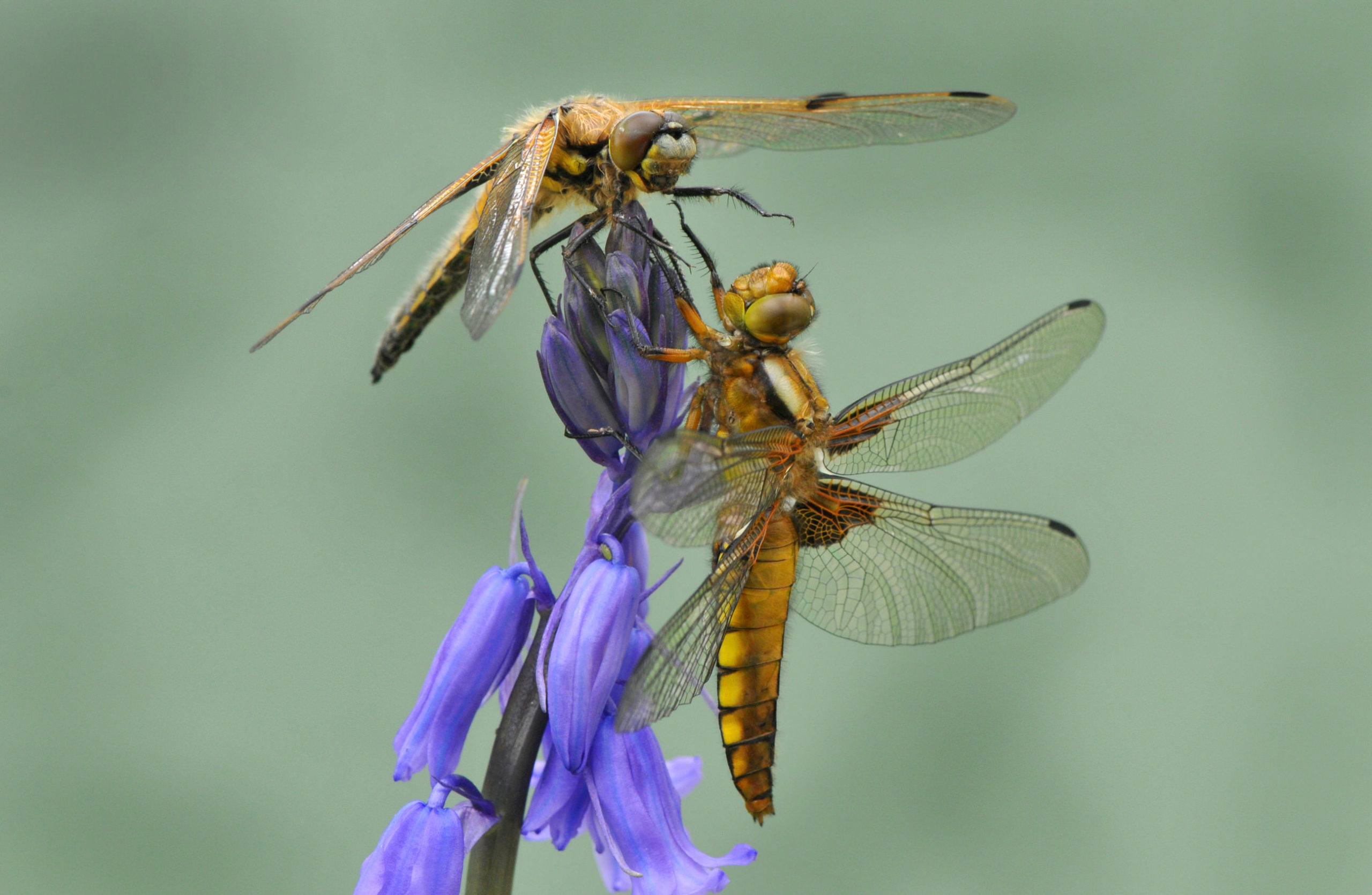 Four-spotted chaser and a broad-bodied chaser on a bluebell. Commended in the 2014 NIW Photography Competition Insects Alive category.
