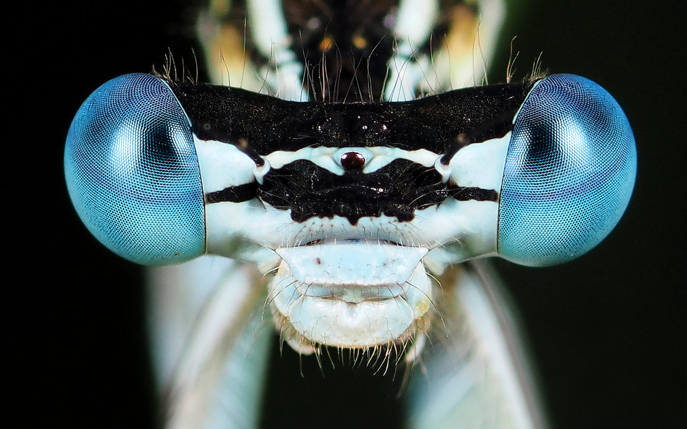 Close up of damselfly eyes in Genemuiden, Netherlands.
