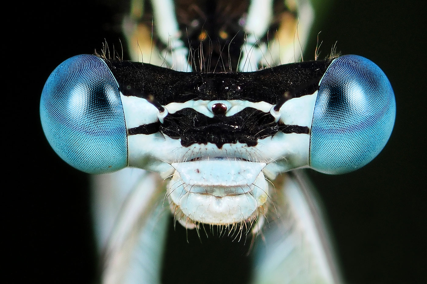 Close up of damselfly eyes in Genemuiden, Netherlands.