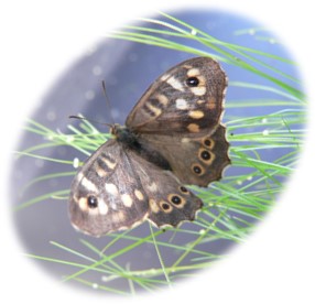 Butterflies under pressure logo