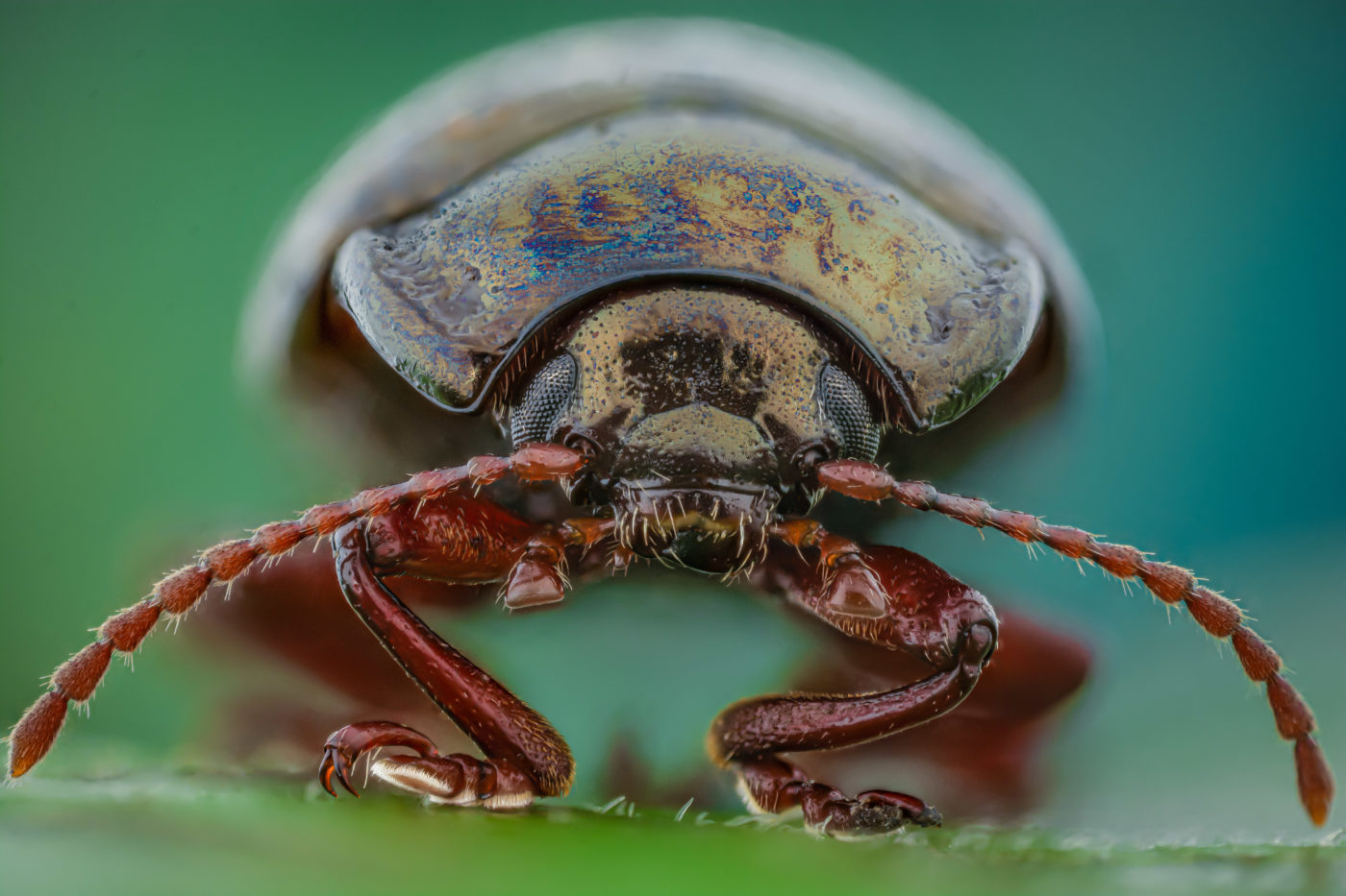 Chrysolina banksii