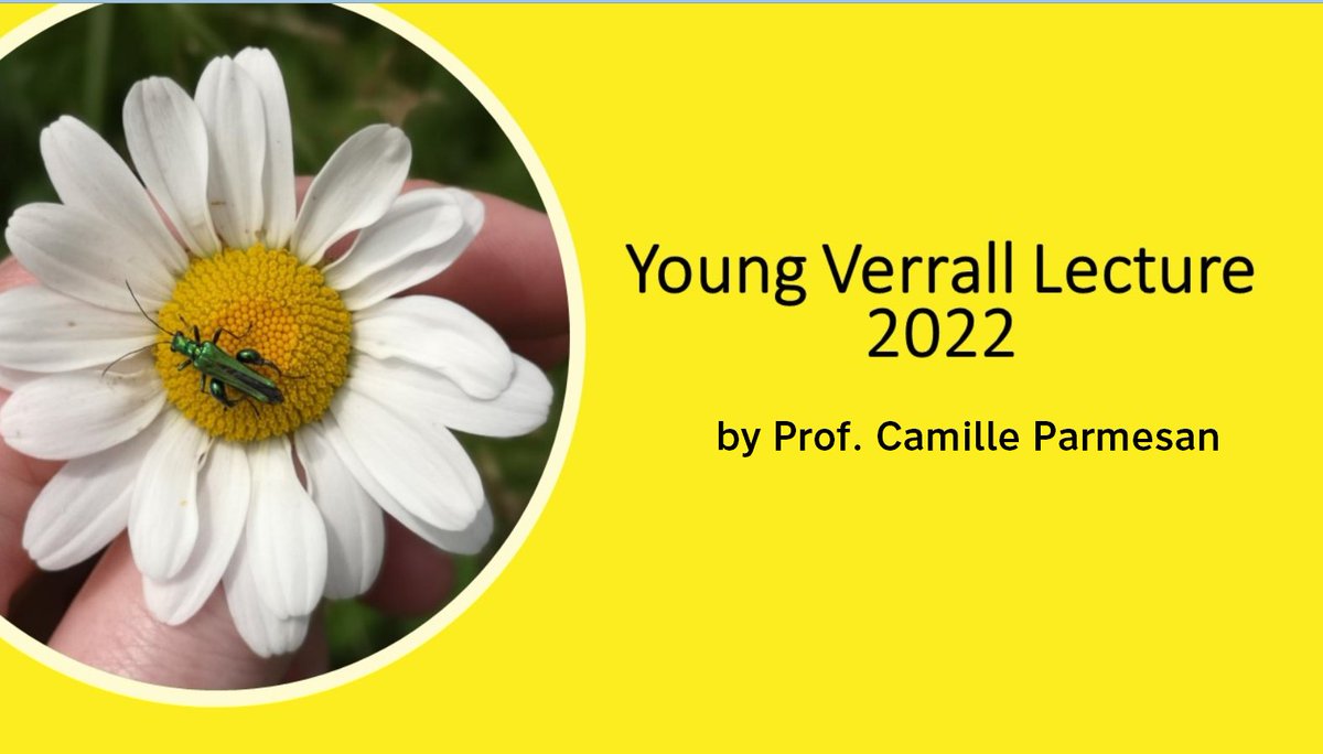 Young Verrall logo