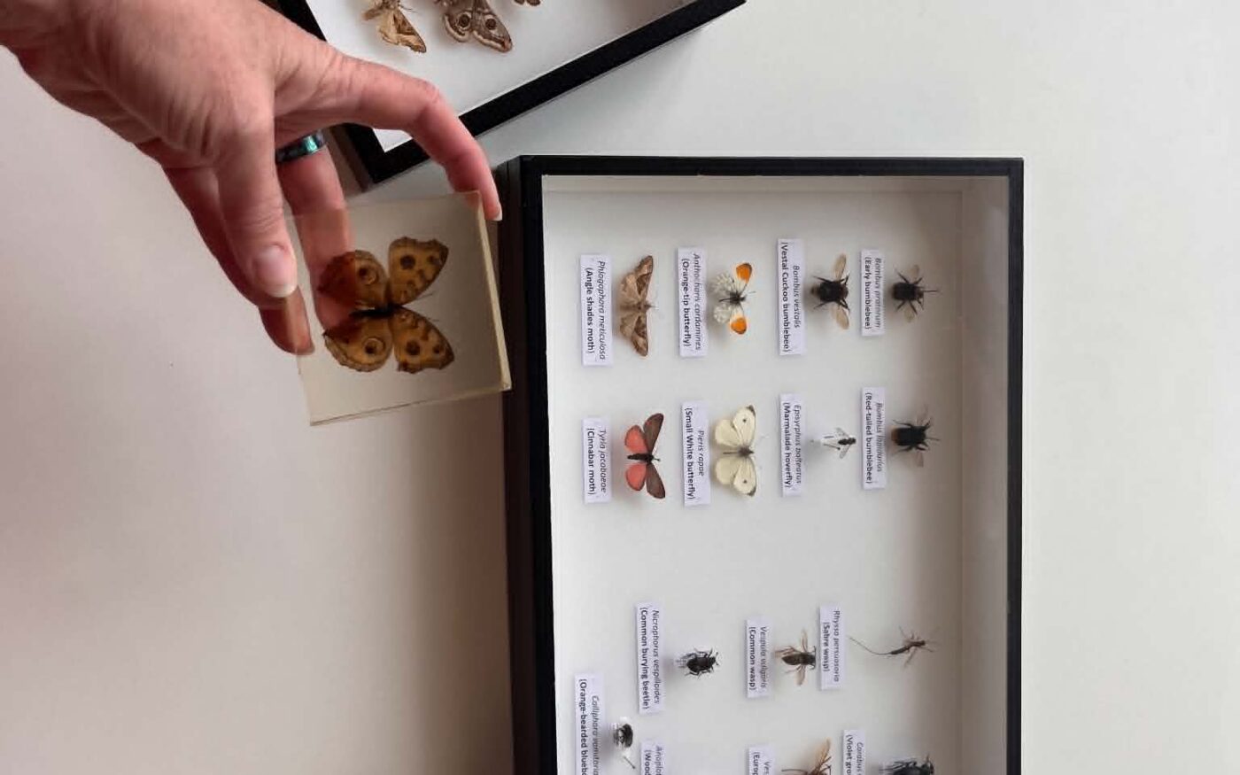 4 boxes containing insect specimens of various sizes and colours. Including moths and butterflies.