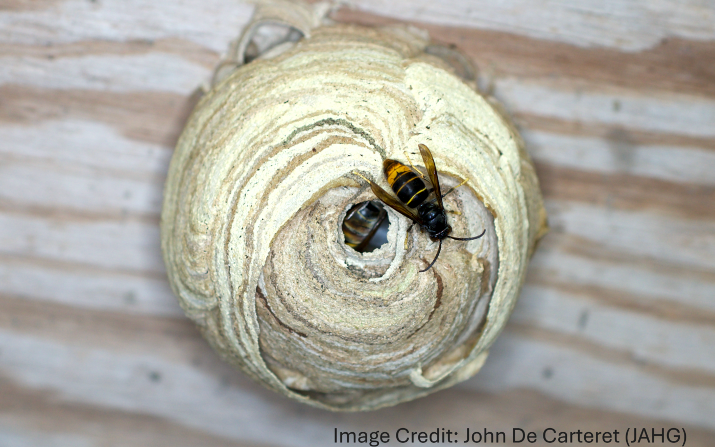 An Asian hornet primary nest with one Asian hornet inside the nest and one on the outside