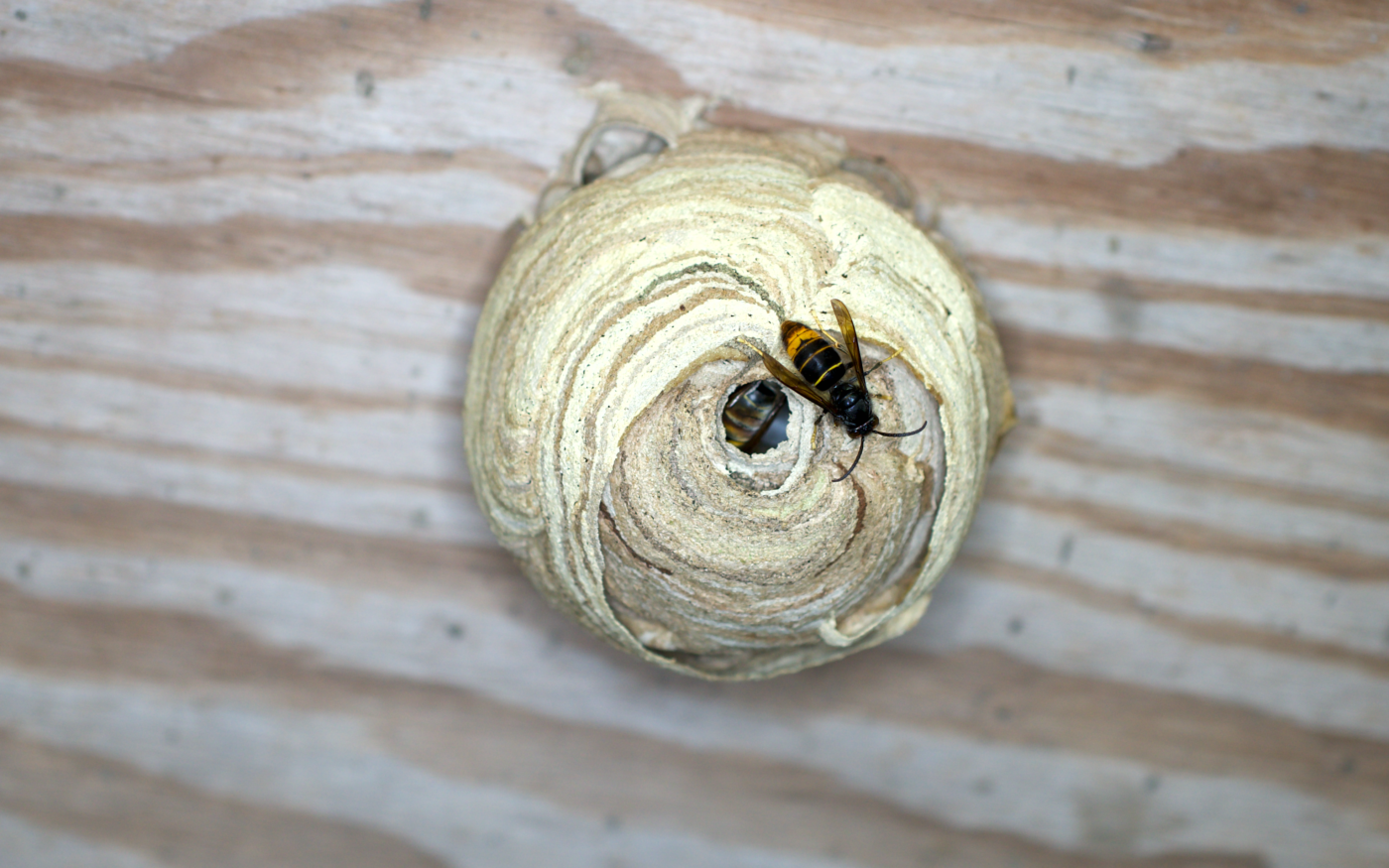 An Asian Horney primary nest forming. It is still small. One of the Asian Hornets is climbing out.