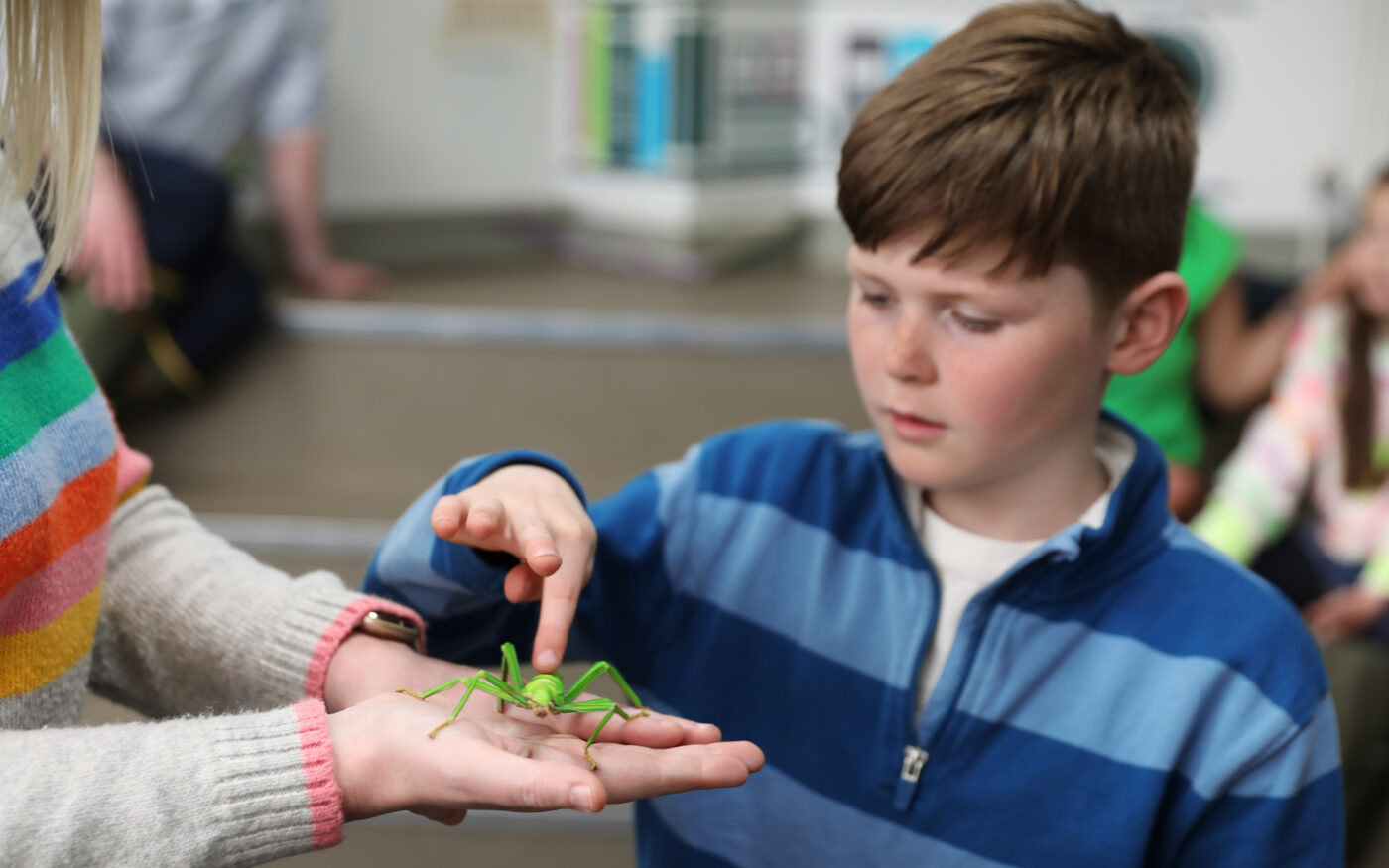 A young boy looking at insect handling