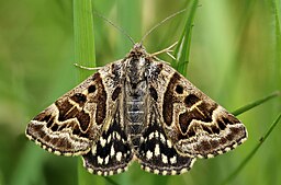 Speckled brown moth with wings open on a blade of grass.