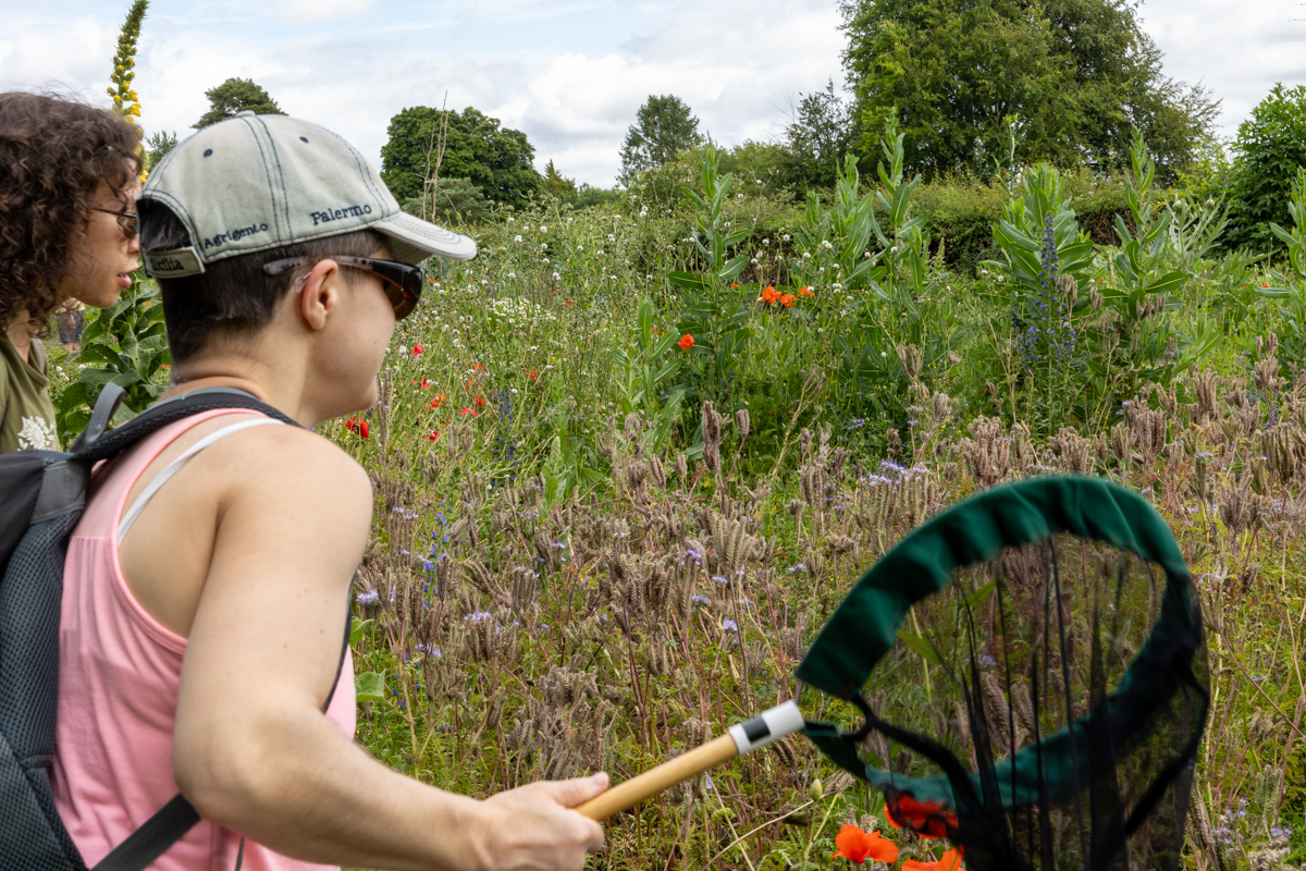 Down House visitor using a net to catch bumblebees on a Bee Walk.