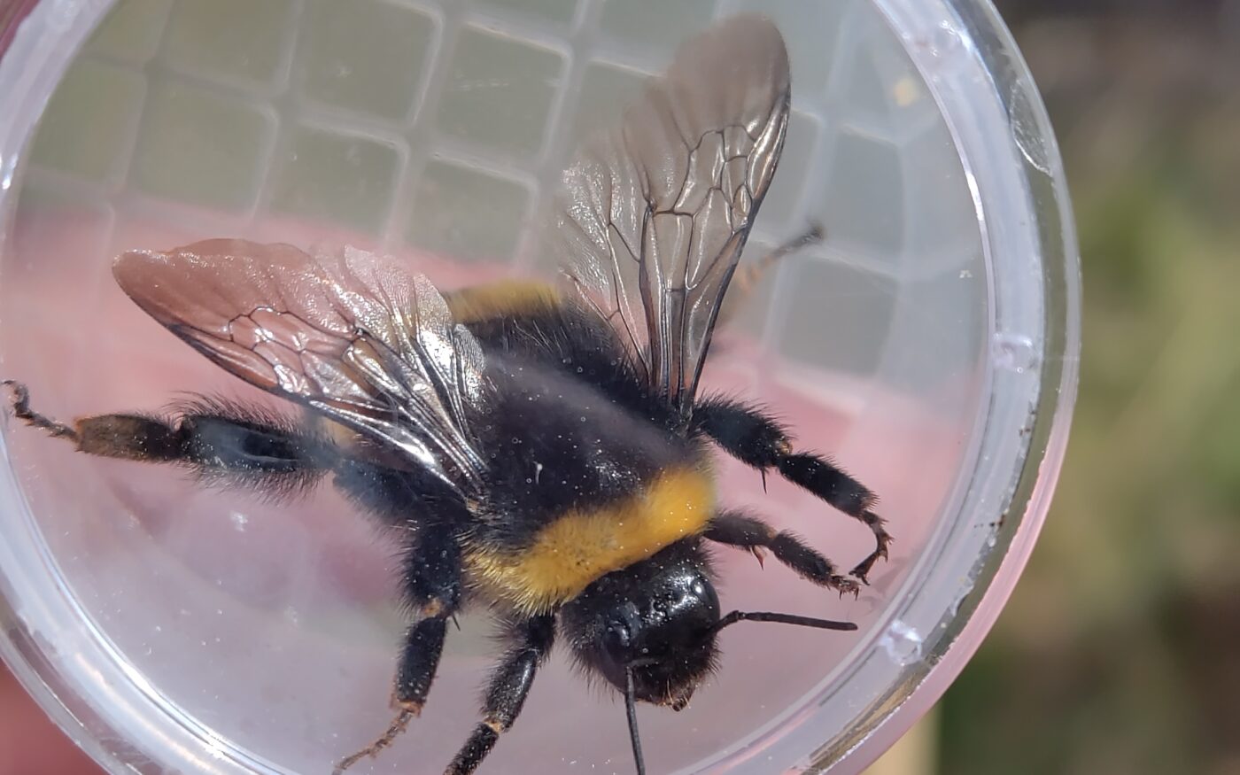 A white-tailed bumblebee queen in a magnified pot.