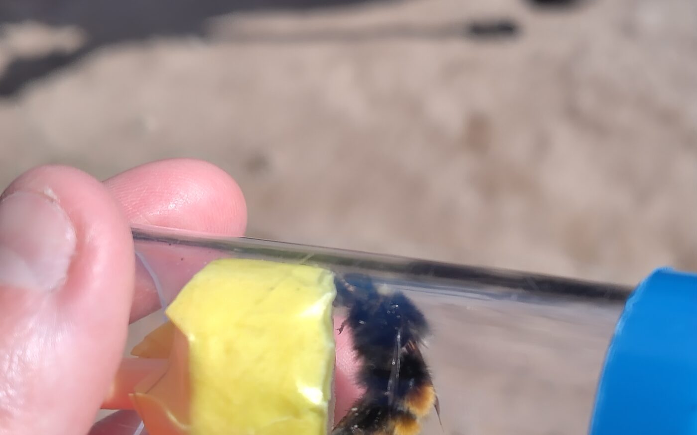 A Blaeberry bumblebee queen