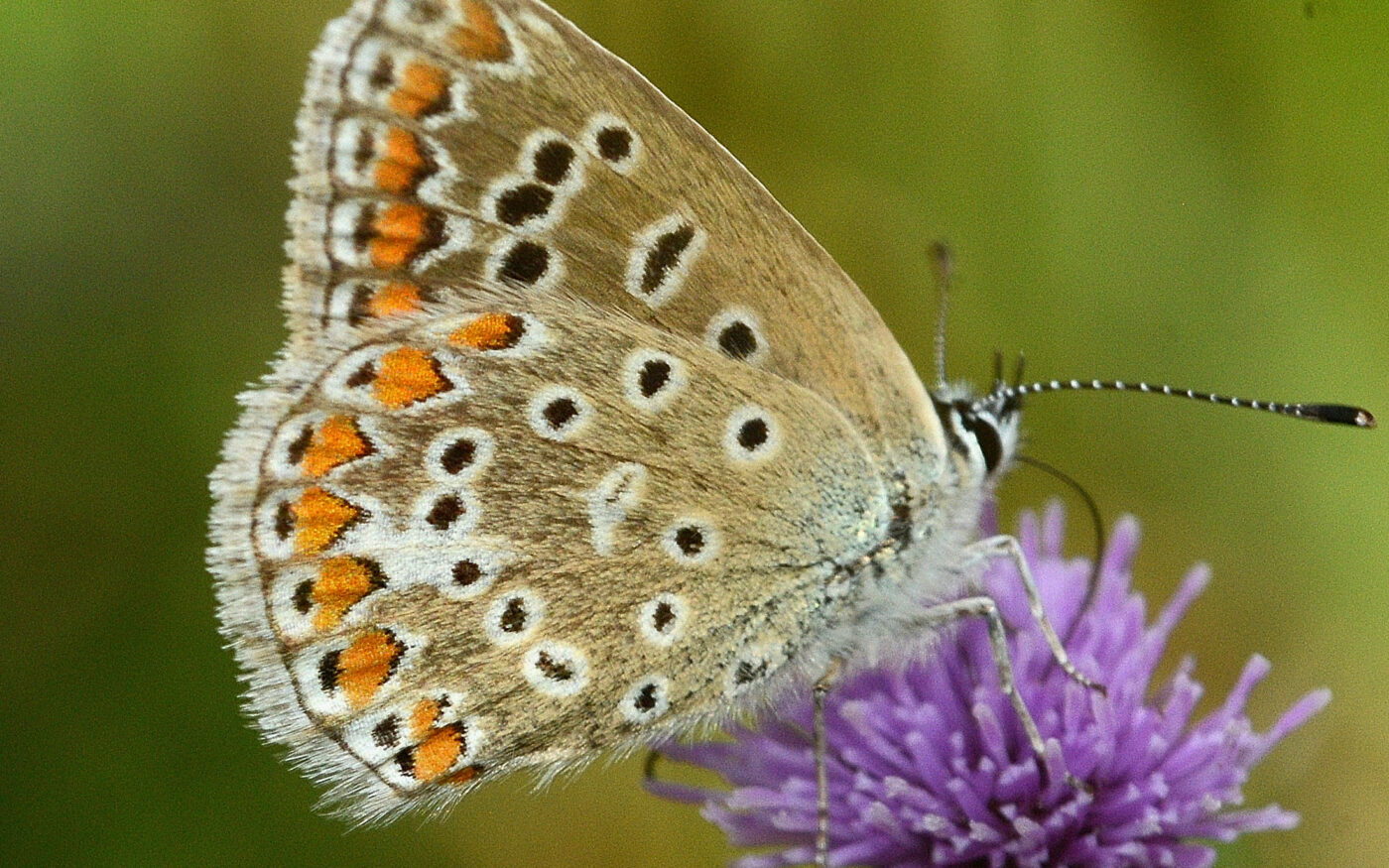 Male Common Blue butterfly on thistle head